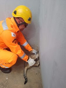 Solicitante não soube informar há quanto tempo o animal estava preso