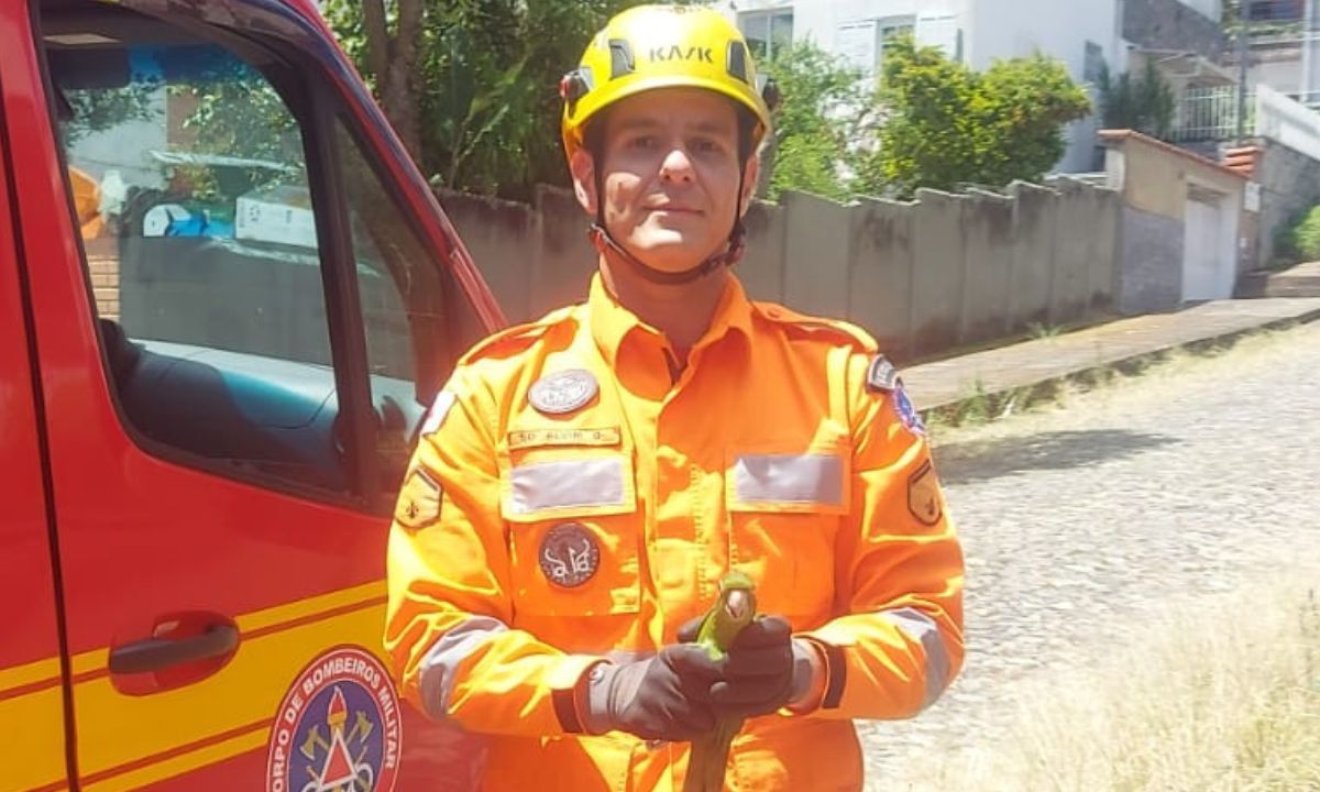 Maritaca é resgatada após ficar presa ao construir ninho em Barbacena (MG)