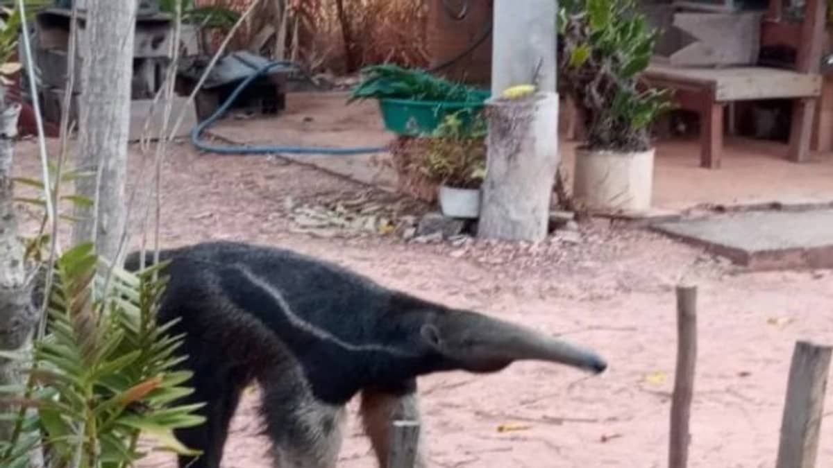 Tamanduá-bandeira é resgatado em quintal de casa em Goiás  
