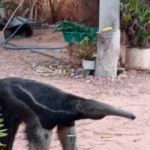 Tamanduá-bandeira é resgatado em quintal de casa em Goiás  
