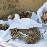 Múmia adolescente de 800 anos é encontrada por pesquisadores em Lima, no Peru