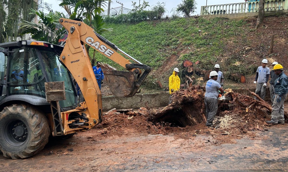 Trabalho de retirada de árvore deve mudar trânsito em bairro de Juiz de Fora