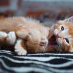 Cuidados essenciais com filhotes de gato; fase exige atenção e carinho