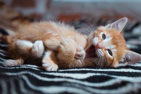 Compreender e respeitar os comportamentos naturais dos gatos é importante para uma convivência harmoniosa