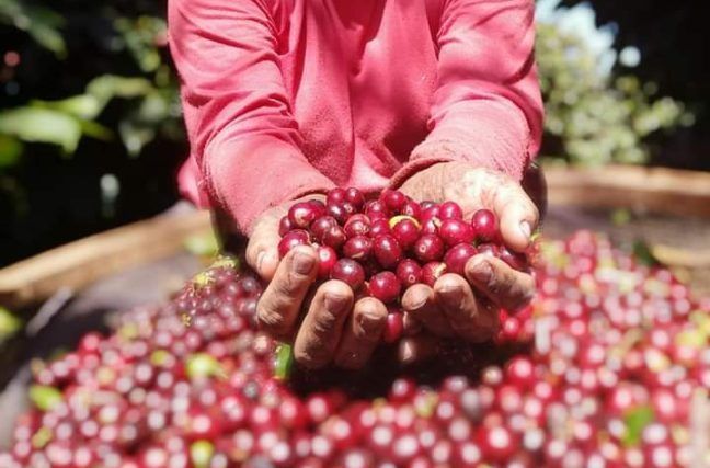 Conab divulga primeira estimativa para safra de café de 2025