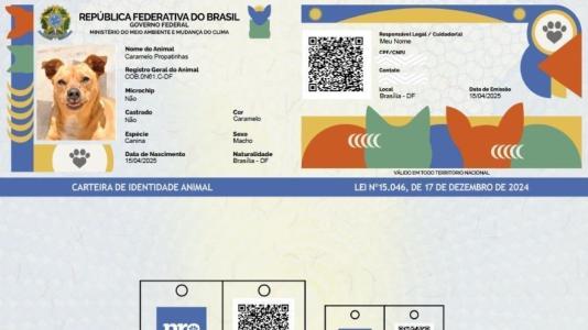 RG dos pets: como fazer e para que serve | CNN Brasil