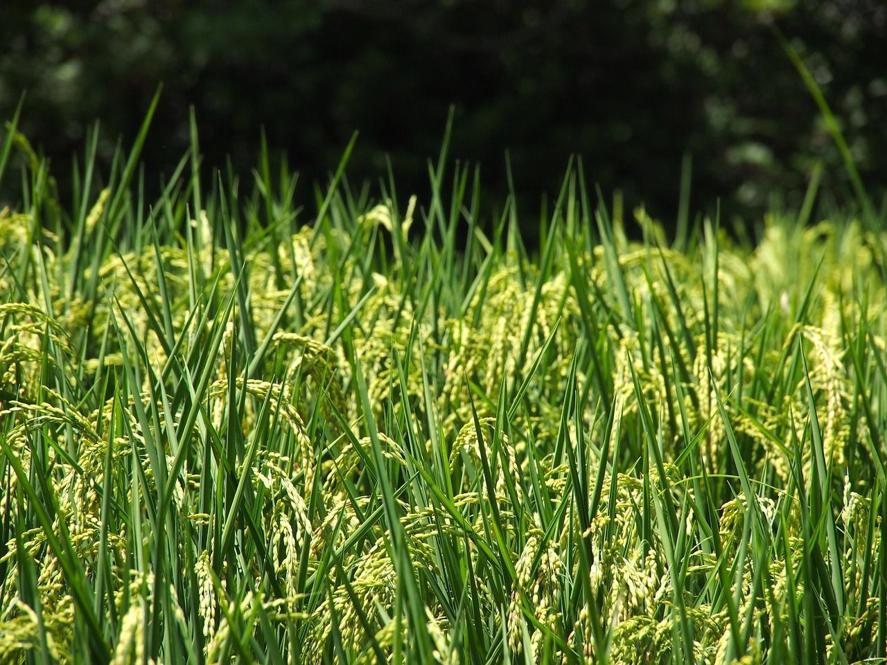 Discussões avançam para equilibrar mercado do arroz e proteger renda de produtores