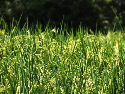 Plantação arroz