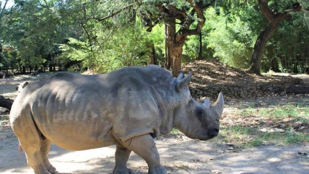 Morre Rinoceronte Luna do Zoológico de Belo Horizonte