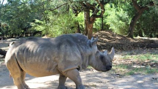 Rinoceronte Luna morreu nesta sexta-feira (13) no Zoológico de Belo Horizonte