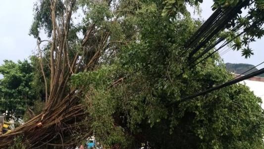 Risco de queda de árvores é baixo