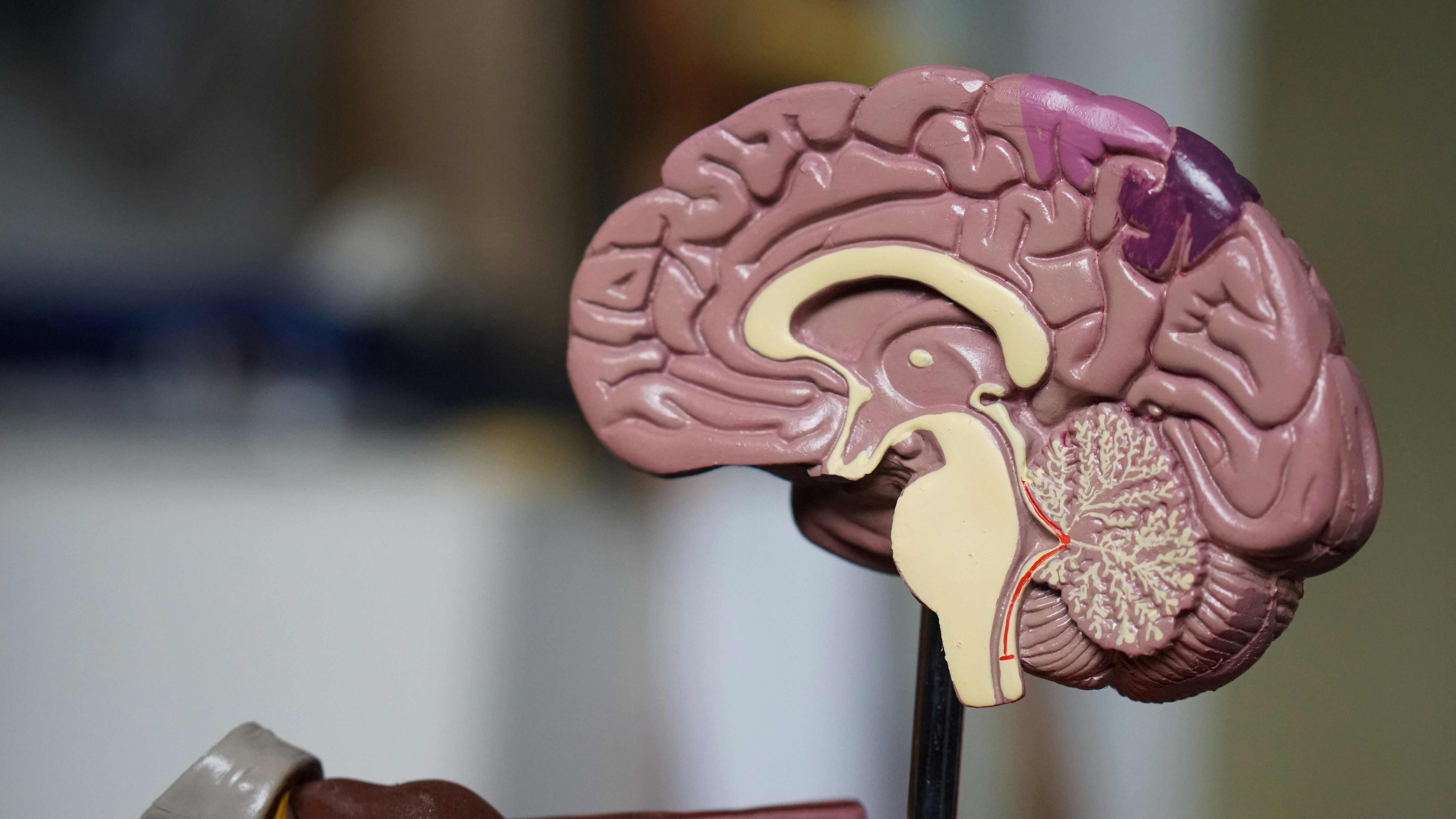 Cérebro pode consumir a própria gordura, a mielina, durante maratonas, diz estudo