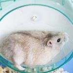 Acessórios populares para hamsters podem lesionar a coluna e gerar estresse