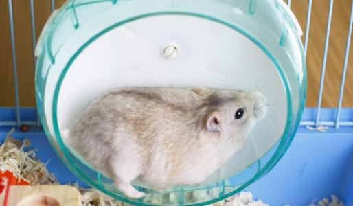 Se a roda for pequena demais, o animal é forçado a correr com a coluna arqueada para trás e é esse esforço repetitivo que pode causar desvios, hérnias de disco e dores crônicas que encurtam a vida do pet