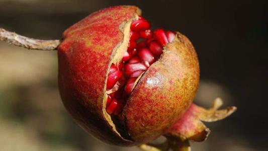 Romã é uma das frutas mais usadas em simpatias para atrair prosperidade