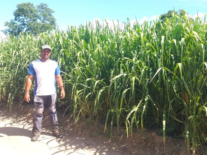 Pecuaristas do Vale do Jequitinhonha apostam em sistema que aumenta a produtividade do leite a partir da alimentação