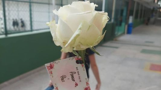 Rosa no movimento de paz nas escolas