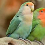 Conheça as aves de origem africana cada vez mais comuns no Brasil