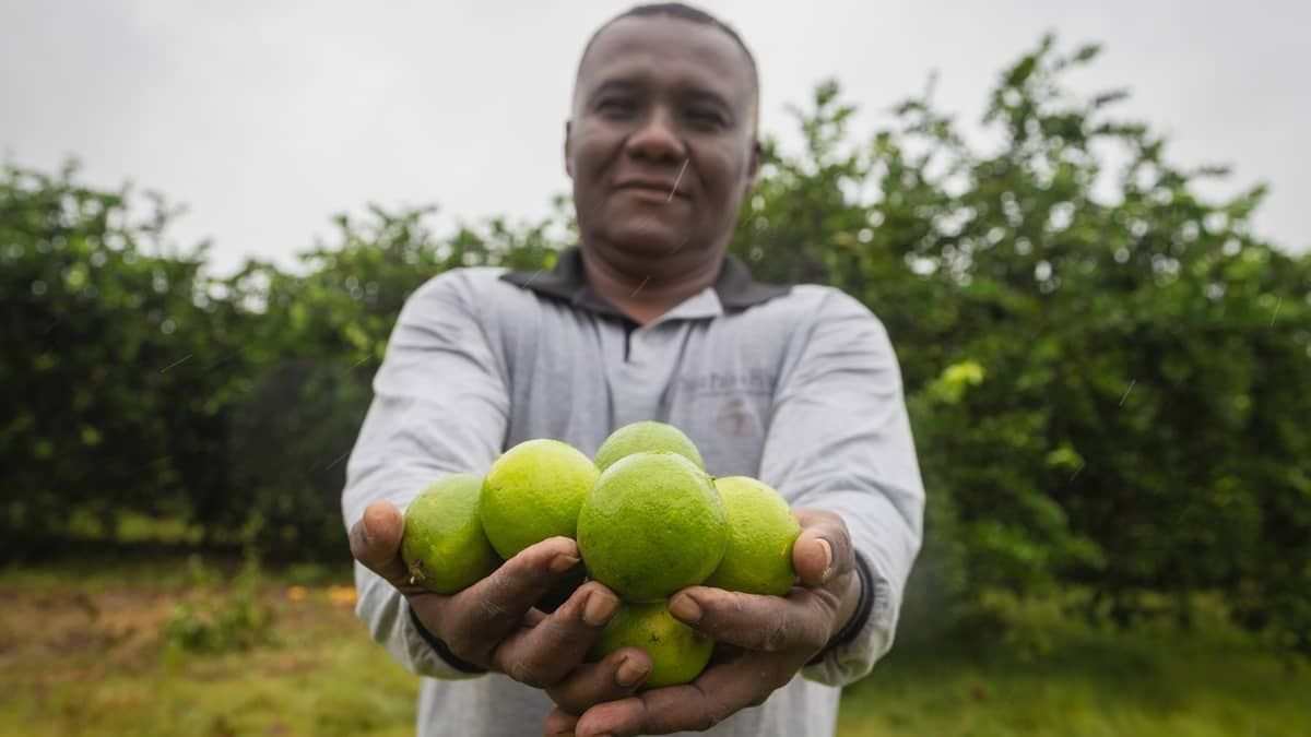 Com técnica e gestão, limão da Jaíba ganha o mundo