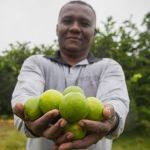 Com técnica e gestão, limão da Jaíba ganha o mundo