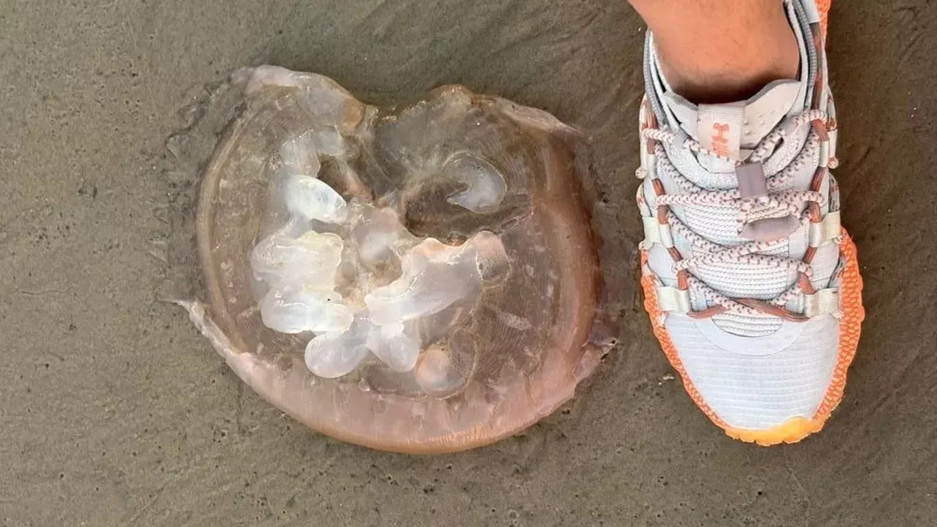 RS tem 18 mil casos de queimaduras por águas-vivas e aquecimento do mar é a principal causa