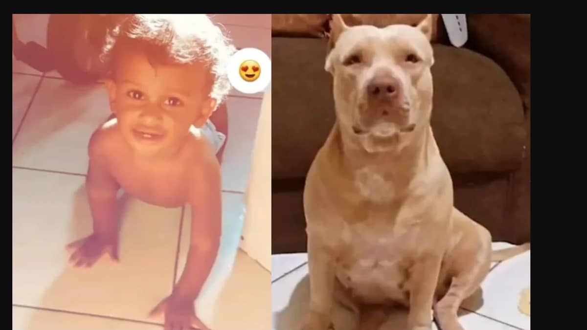 Pitbull mata bebê de dez meses no Maranhão