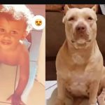 Pitbull mata bebê de dez meses no Maranhão