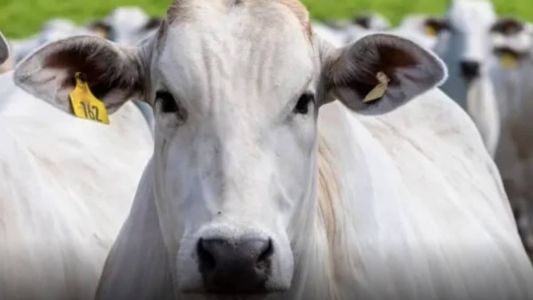 Rússia suspendeu restrições impostas à importação de carne bovina brasileira