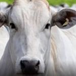 Rússia encerrou embargo à carne bovina brasileira, anuncia Itamaraty