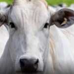 Rússia encerrou embargo à carne bovina brasileira, anuncia Itamaraty