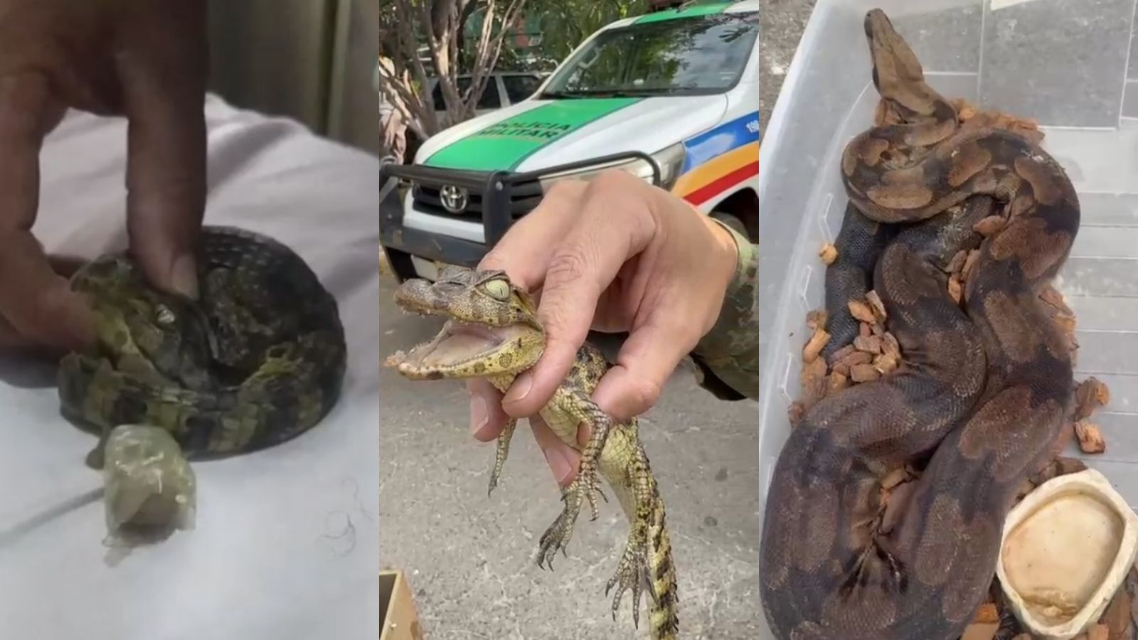 BH: PM apreende filhote de jacaré enviado pelo correio; jiboia também foi encontrada