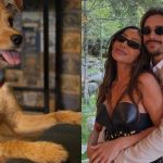 Vídeo: Sabrina Sato e Nicolas Prattes adotam cachorro da raça 'fiapo de manga'