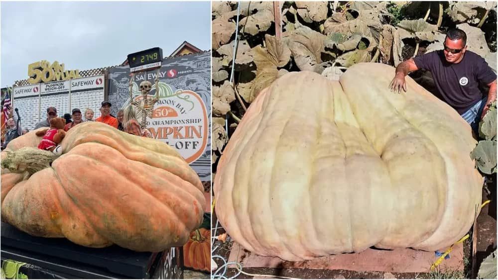 Abóbora de uma tonelada quebra recorde mundial durante evento de Halloween nos EUA