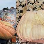 Abóbora de uma tonelada quebra recorde mundial durante evento de Halloween nos EUA