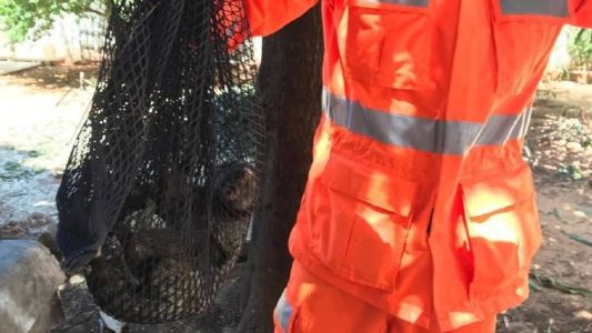 Sagui aparentava estar com uma pata quebrada