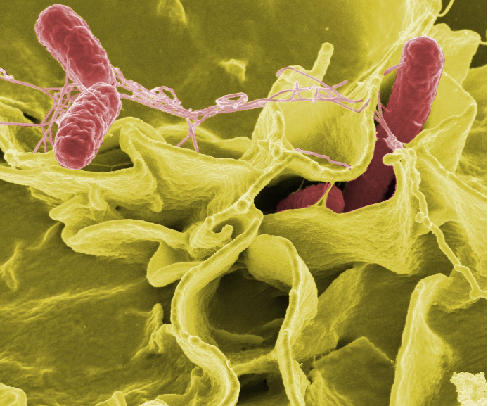 Estados Unidos têm surto de Salmonella provocado por pepinos e FDA toma medida radical