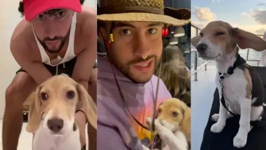 Sansa é uma beagle que acompanha o cantor em momentos pessoais e criativos, tendo inclusive participação simbólica em videoclipe
