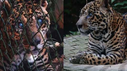 Sansão, umas onças mais velhas do mundo que morreu aos 25 anos