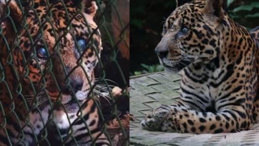 Sansão, umas onças mais velhas do mundo que morreu aos 25 anos