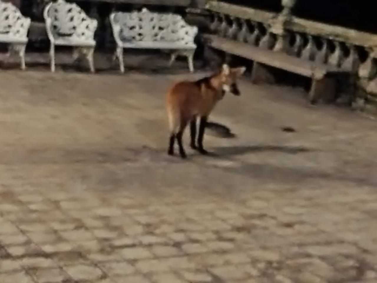 Santuário do Caraça registra primeiras aparições de filhotes de lobo-guará após incêndios