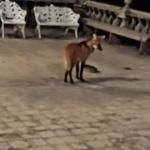 Santuário do Caraça registra primeiras aparições de filhotes de lobo-guará após incêndios