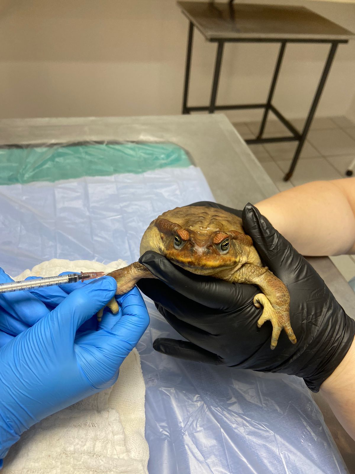 Sapo encontrado com a boca colada morre após passar por cirurgia no RS