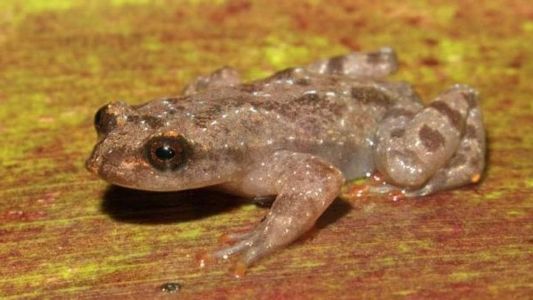 Sapo é predominante da Mata Atlântica e do ecossistema "campo rupestre" do Brasil