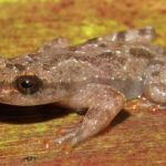 Cientistas descobrem nova espécie de sapo na Serra do Espinhaço, em Minas  