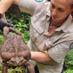 Sapo gigante de 2,7 kg é encontrado em parque na Austrália