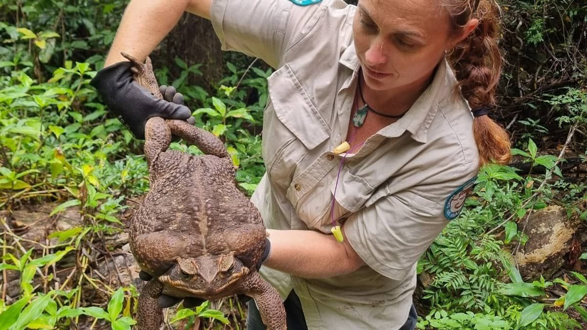Godzilla: australianos encontram sapo gigante no meio de floresta tropical