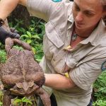 Godzilla: australianos encontram sapo gigante no meio de floresta tropical