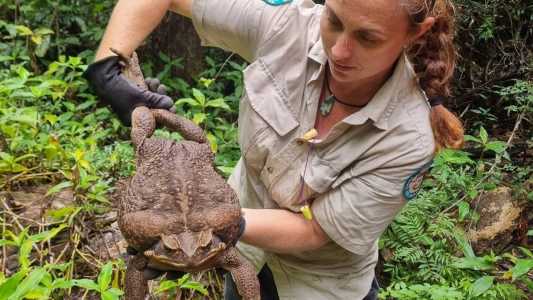 Sapo gigante encontrado na Austrália