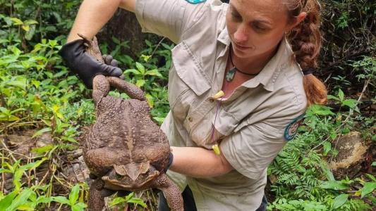 Sapo gigante encontrado na Austrália