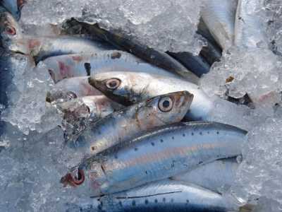 Presente no ovo, na sardinha, no amendoim, na aveia, entre outros alimentos, o zinco é destaque em uma pesquisa, publicada em maio no periódico Scientific Reports